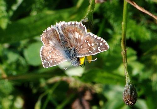 Pyrgus sp.