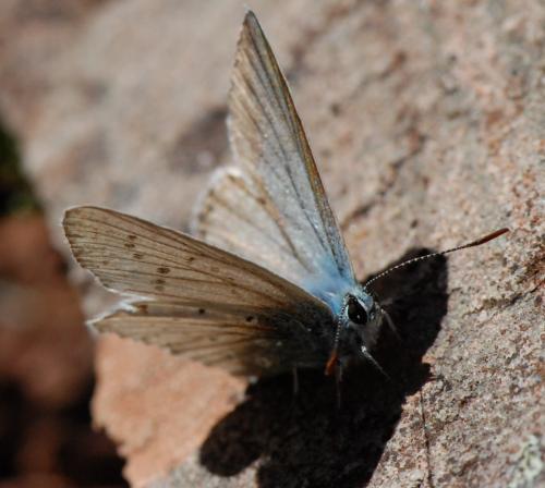 Polyommatus sp.