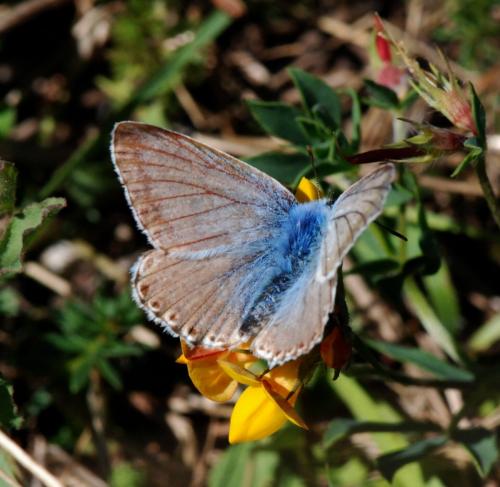 Polyommatus sp.