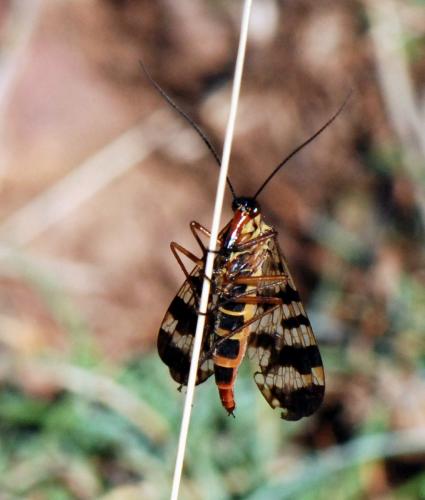 Réf. 111 795 : Panorpa meridionalis