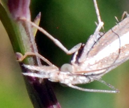 Agriphila tristella