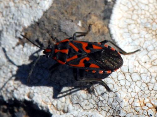 Spilostethus saxatilis