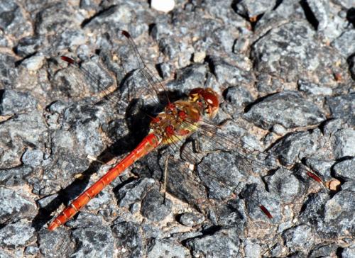 Sympetrum striolatum