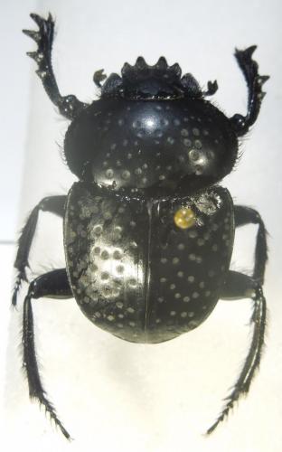 Scarabaeus variolosus