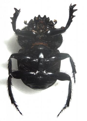 Scarabaeus variolosus