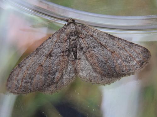 Agriopis bajaria
