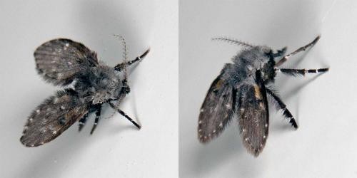 Clogmia albipunctata
