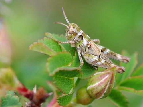 Réf. 111 752 : Myrmeleotettix maculatus maculatus