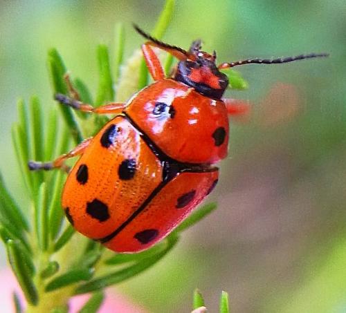 Réf. 111 037 : Cryptocephalus cynarae