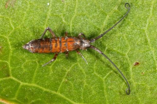 Réf. 111 051 : Pogonognathellus longicornis