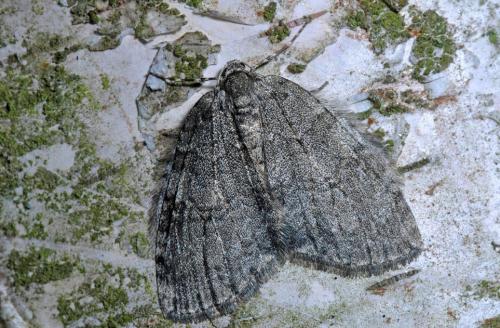 Epirrita sp.