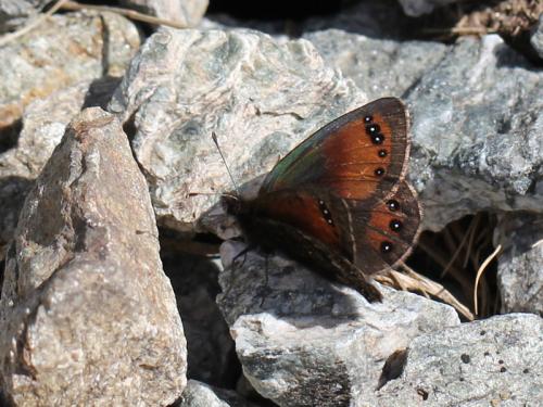 Erebia gorge