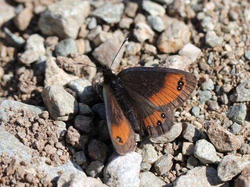 Erebia gorge