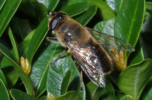 Eristalis tenax