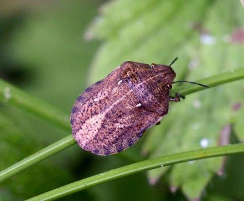 Eurygaster maura