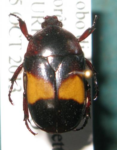 Chondrorrhina abbreviata
