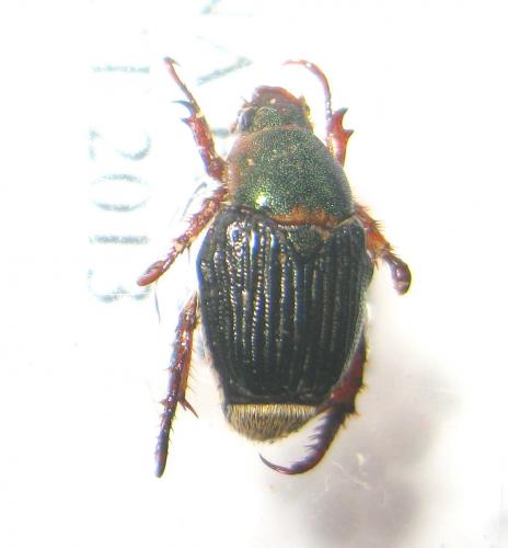 Gnatholabis suturalis