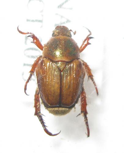 Gnatholabis suturalis