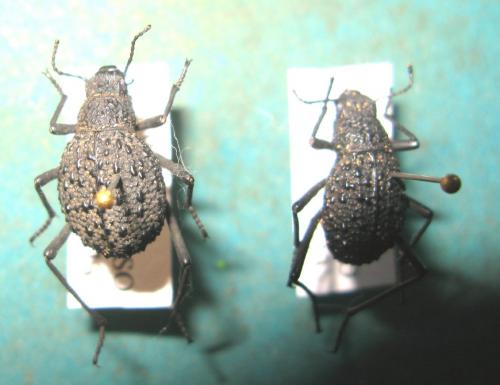 Adesmia variolaris