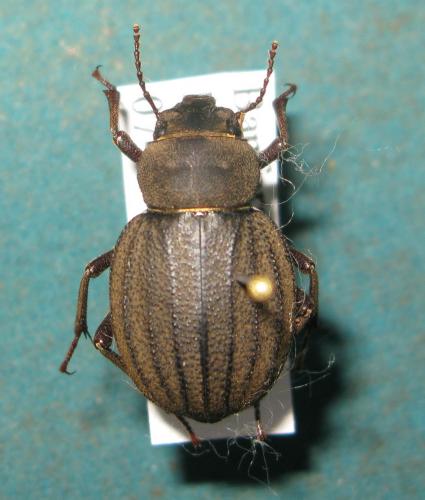 Pimelia senegalensis