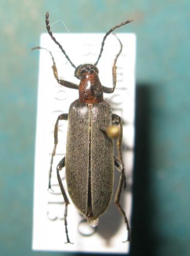 Lydomorphus sp.