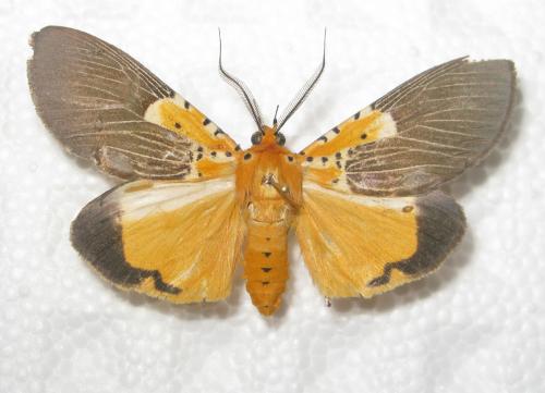 Asota speciosa