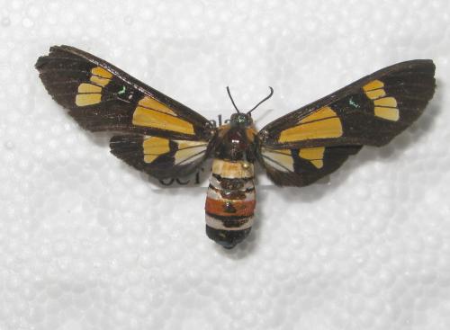 Euchromia lethe