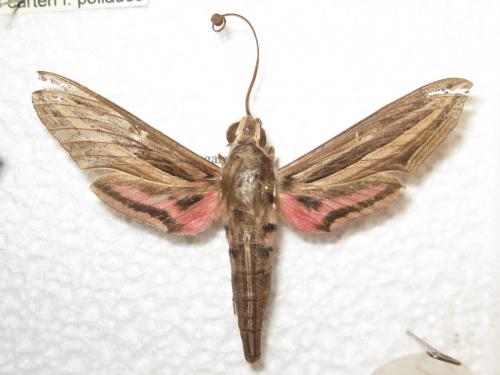 Réf. 111 755 : Hippotion osiris
