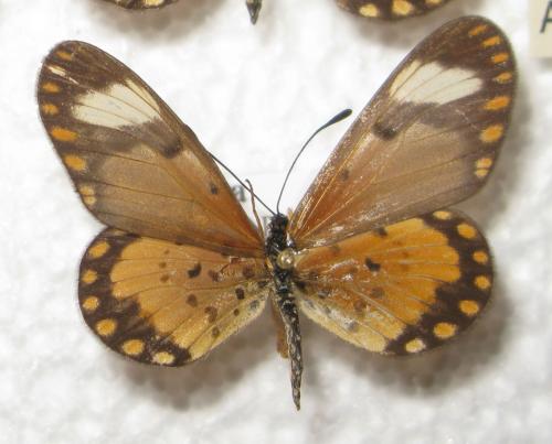 Réf. 111 852 : Acraea serena
