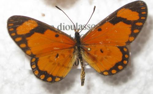 Acraea serena