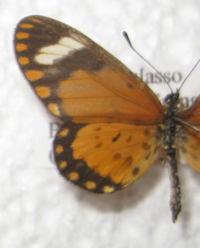 Acraea serena
