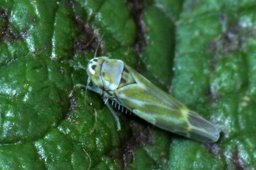 Réf. 111 501 : Frutioidia bisignata