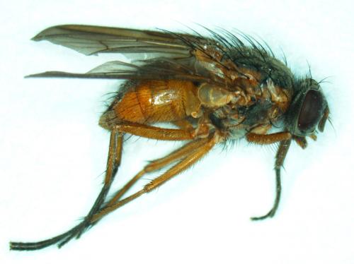 Phaonia rufiventris