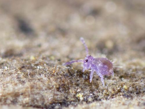 Dicyrtoma fusca