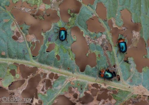 Réf. 111 735 : Gastrophysa polygoni