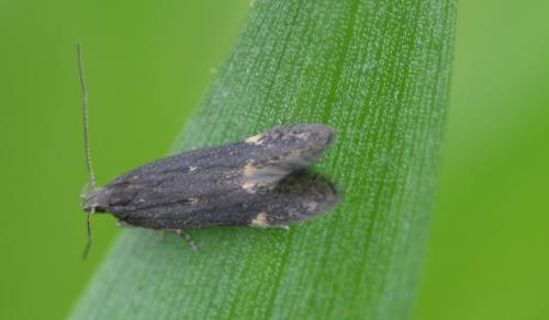 Réf. 111 128 : Aproaerema anthyllidella