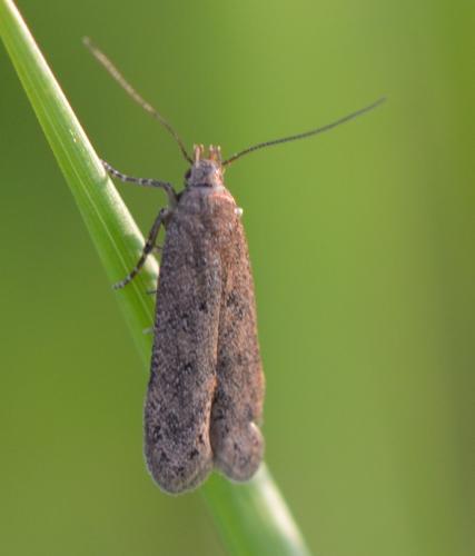 Bryotropha sp.