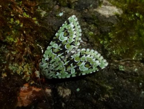 Griposia aprilina