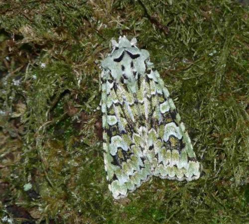 Griposia aprilina
