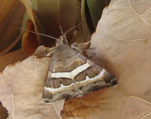 Réf. 111 377 : Grammodes stolida