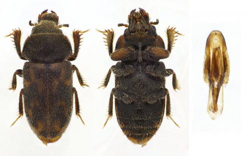 Réf. 111 643 : Heterocerus flexuosus
