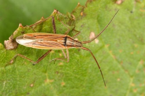Stenodema calcarata