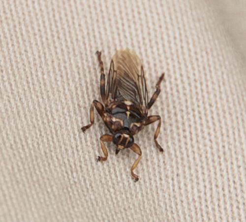Réf. 111 290 : Hippobosca equina