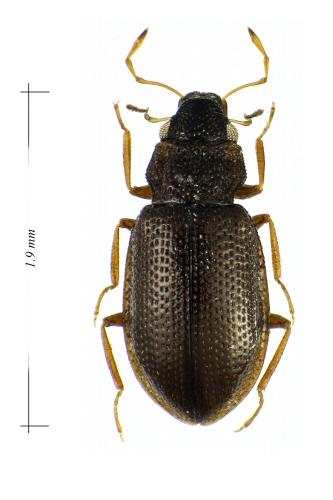 Hydraena sp.
