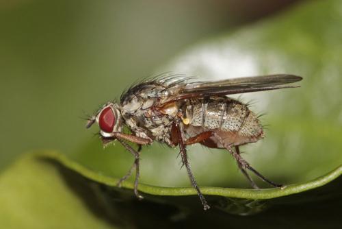 Hylemya nigrimana