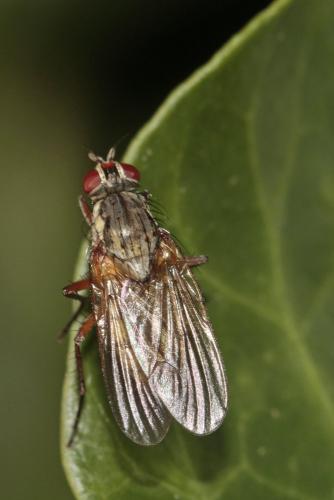 Hylemya nigrimana