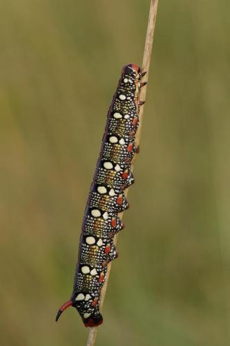 Hyles euphorbiae