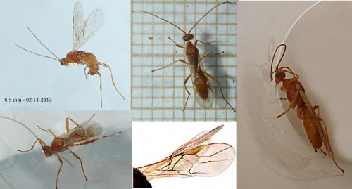 Aleiodes sp.