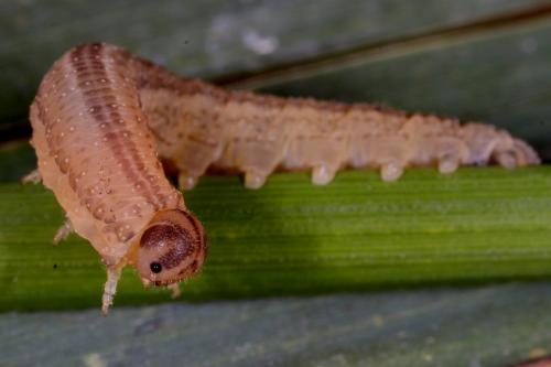 Réf. 111 564 : Tenthredopsis sp.