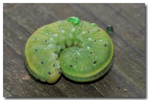 Cimbex connatus